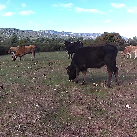 度假居 Dommu De Nannai Moro: Con Terrazza 包内伊